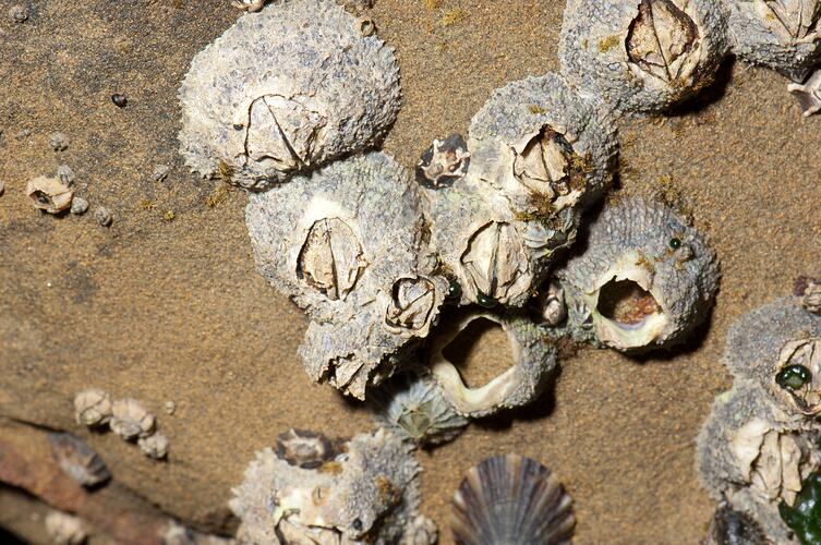 Grey-white conical shaped barnacles on rock.