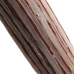 Shield, Australia, West Cape York