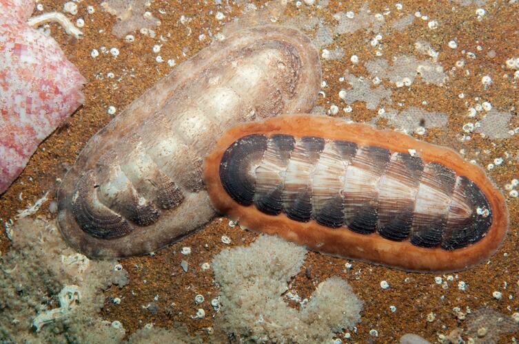 <em>Ischnochiton (Heterozona) cariosus</em>, chiton. Bunurong Marine National Park, Victoria.
