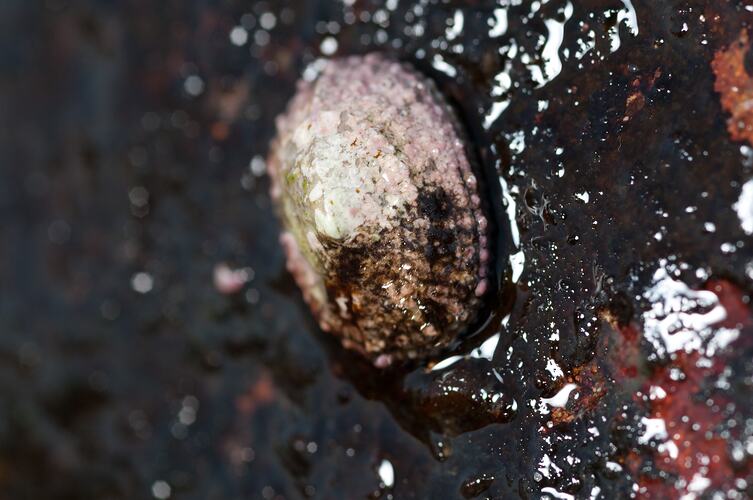 <em>Montfortula rugosa</em>, marine snail. Bunurong Marine National Park, Victoria.