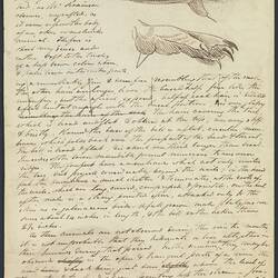 Old manuscript describing a platypus