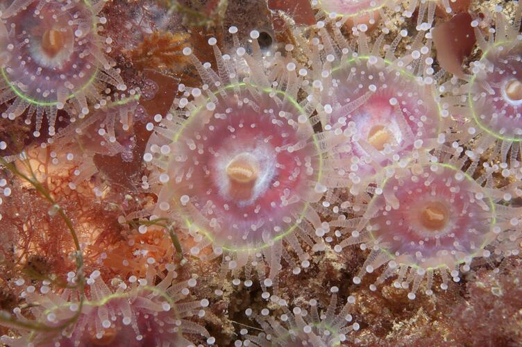 <em>Corynactis australis</em>, Jewel Anemone. Wilsons Promontory National Park, Victoria.