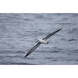 A Yellow-nosed Albatross, wings outstretched, flying over the sea.