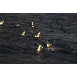 Seven albatross sitting on water.