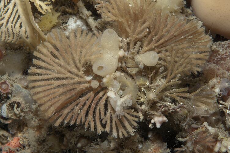 Phylum Bryozoa, lace coral. Wilsons Promontory National Park, Victoria.