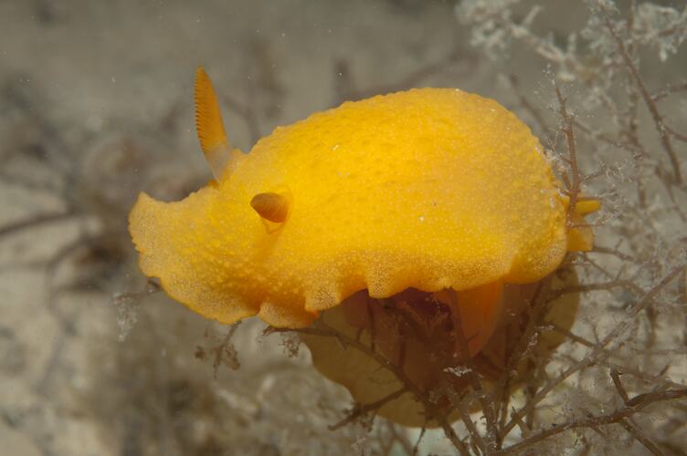 <em>Doriopsilla carneola</em>, nudibranch. St Leonards Jetty, Port Phillip, Victoria.