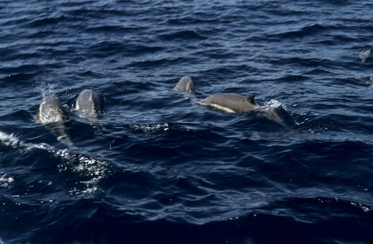Dolphins, Franklin Island, South Australia, 1959