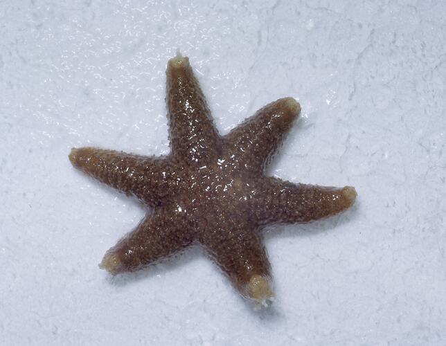Starfish, Garden Cove, Macquarie Island, Tasmania, Dec 1959