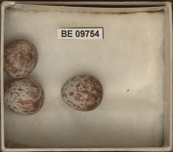 Three bird eggs with specimen labels in box.