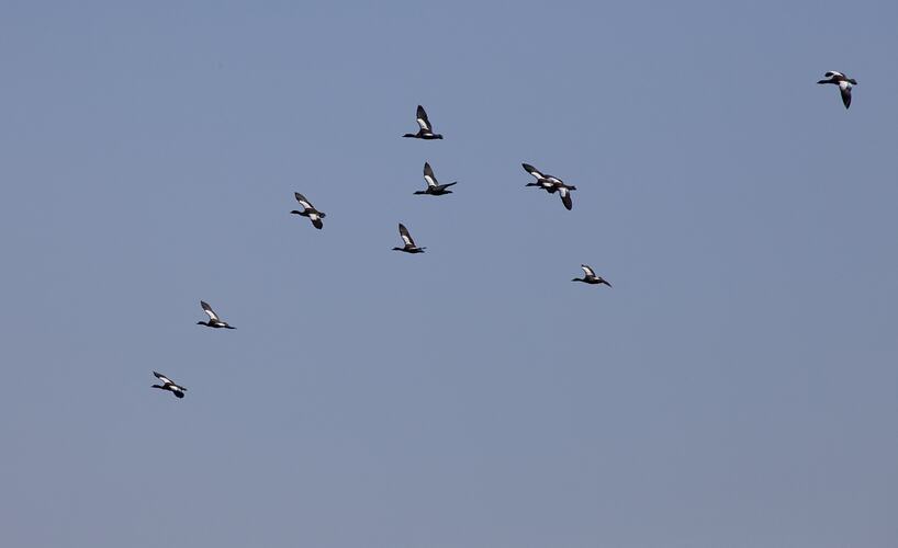 Flock of Shelducks in flight.