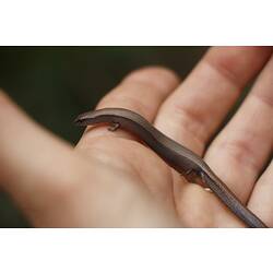 Earless skink on a hand.