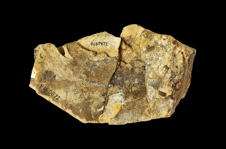Fossil fish in matrix.