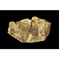 Fossil fish in matrix.