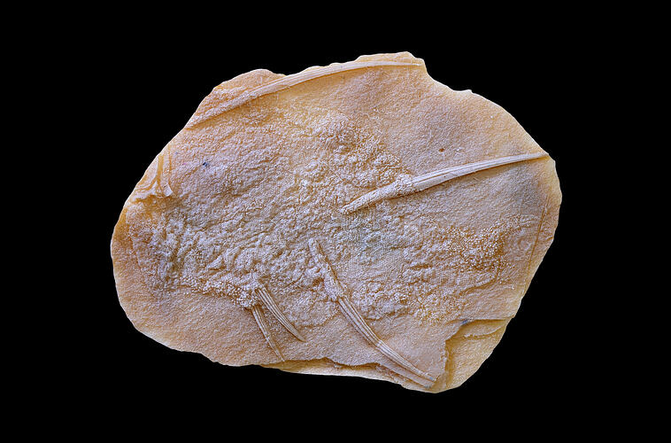 Fossil fish in matrix.