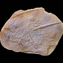 Fossil fish in matrix.