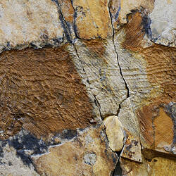 Fossil fish specimen on a rock.