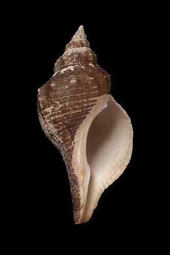 <em>Pleuroploca australasia</em>, Tulip Shell, shell.  Registration no. F 179313.