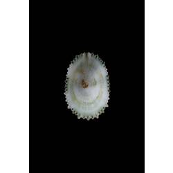 <em>Montfortula rugosa</em>, Cap-shaped False Limpet, shell.  Registration no. F 178952.