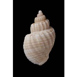 <em>Cancellaria (Sydaphera) granosa</em>, Granose Cross-barred Shell, shell.  Registration no. F 178989.