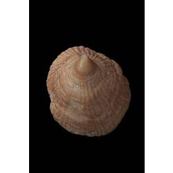 <em>Sabia australis</em>, hoof snail, shell.  Registration no. F 179938.
