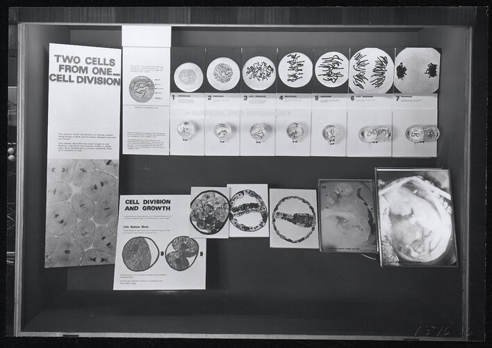 Photograph - Institute of Applied Science, Cell Division Display Case, Melbourne, circa 1970