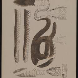 Lithographic colour proof - Hoplocephalus superbus, The Copper-head Snake, by Arthur Bartholomew