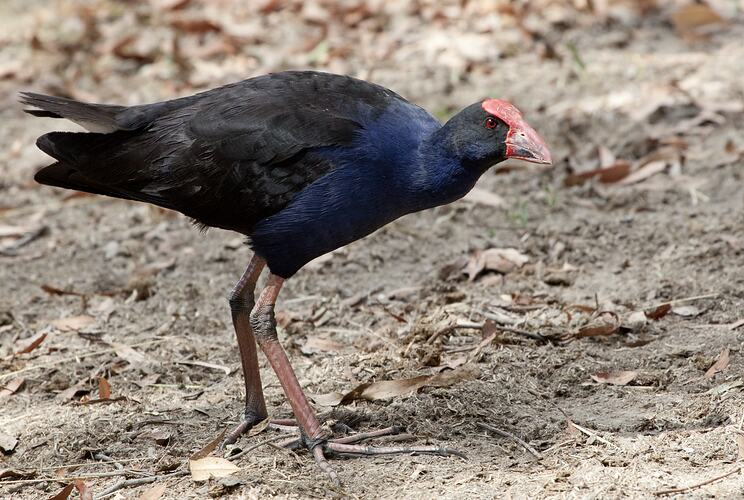 Purple and black bird walking on dirt.