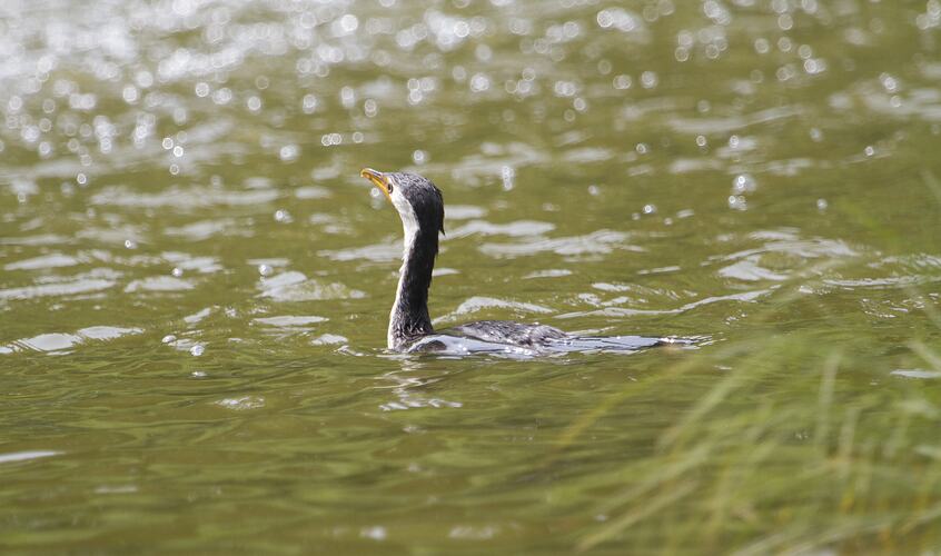 A Little Pied Cormorant swimming