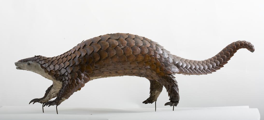 Taxidermied mammal specimen with scales and a long tail.