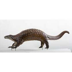 Taxidermied mammal specimen with scales and a long tail.