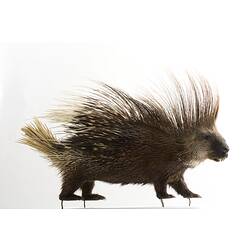 Taxidermied porcupine specimen with long bushy quills.