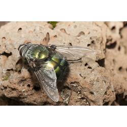Top-rear view of iridescent green fly on rock.