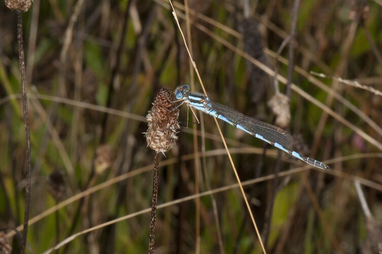 Lateral view of Blue Ringtail Damselfly on plant head.