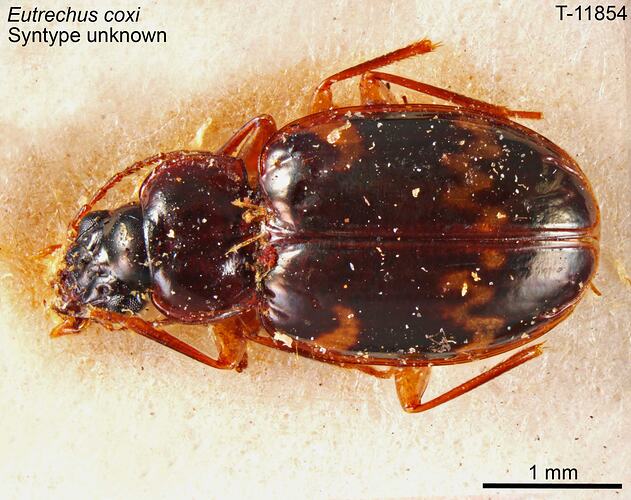 Beetle specimen, dorsal view.