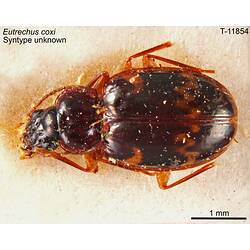 Beetle specimen, dorsal view.