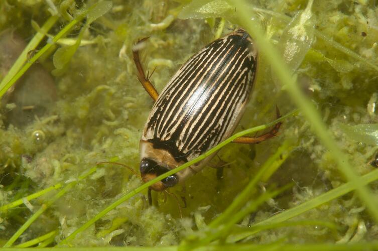 Striped beetle on underwater plants.