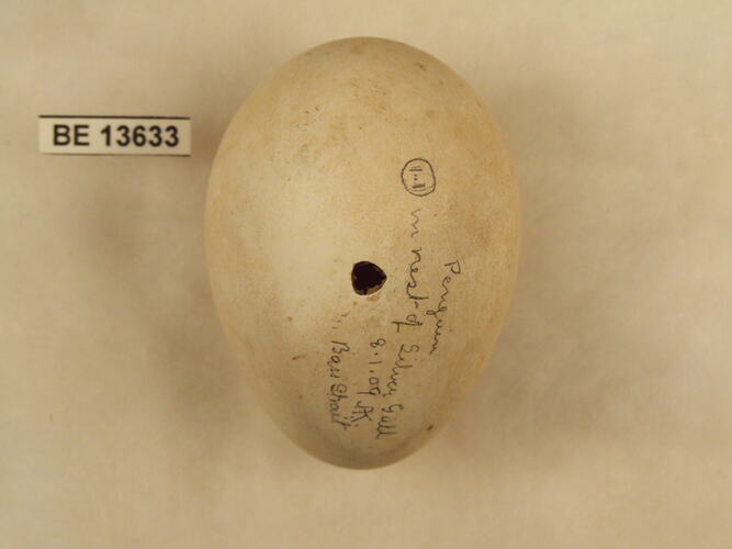 Bird egg with specimen label.