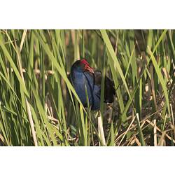 Purple water bird with red head in reeds.