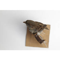 Taxidermied Sparrow with labels, viewed from above.