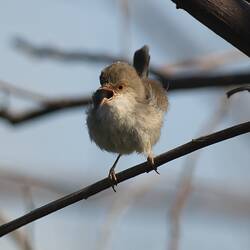 Round-bodied bird on branch, beak open as she sings.