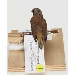 Rear view of small bird specimen mounted on branch.