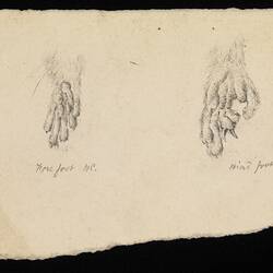 Pencil drawing - forefoot and hindfoot, Leadbeater's Possum, Gymnobelideus leadbeateri, John James Wild