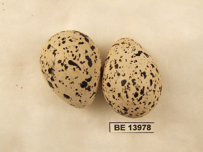 Two bird eggs with specimen label.