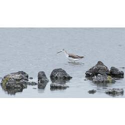 White and brown bird with long bill standing in water.