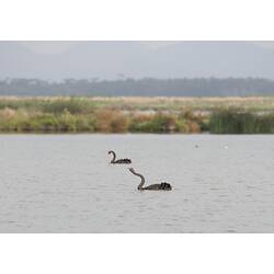 Two black swans on lake.