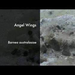 Silent footage of the Angel Wings bivalve, <em>Barnea australasiae</em>.
