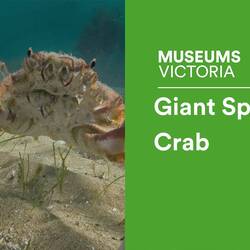 Silent footage of the Giant Spider Crab, <em>Leptomithrax gaimardii</em>.