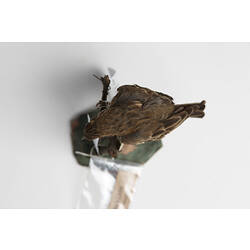 Top view of small brown bird specimen mounted on plinth.