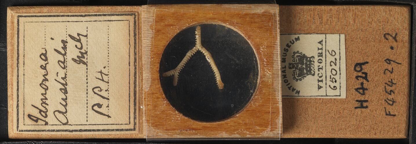Bryozoan specimen in wooden microslide with handwritten labels.