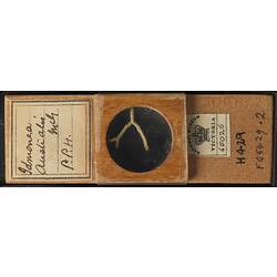 Bryozoan specimen in wooden microslide with handwritten labels.